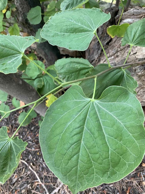 Pink Redbud leaf