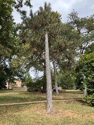 Austrian Pine summer