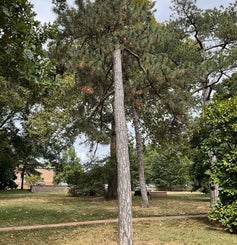 Austrian Pine summer