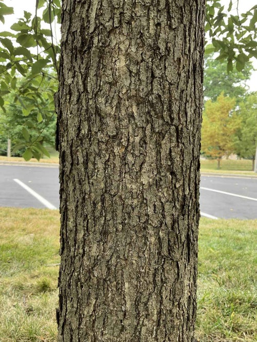 Chinkapin Oak bark