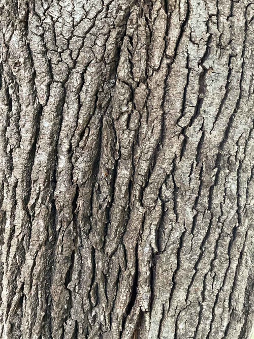 Cutleaf Linden bark