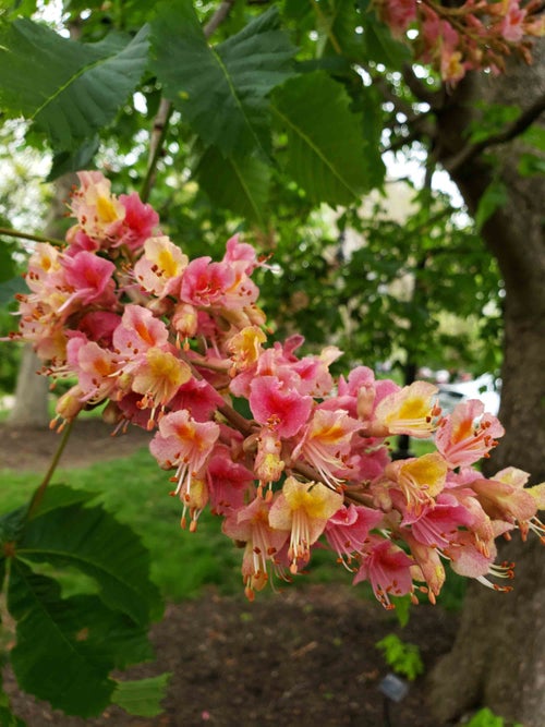 Red Horsechestnut flower