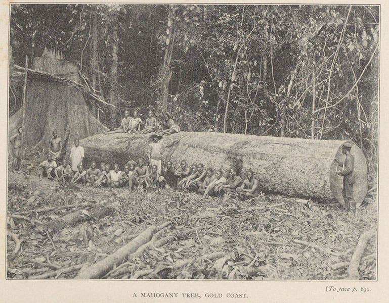 A felled mahogany tree, Gold Coast, photograph, Travels in West Africa, by Mary H. Kingsley, p. 631, 1897 (The Linda Hall)