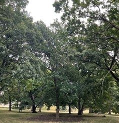 Bushes Oak summer