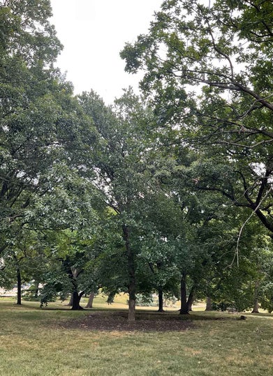 Bushes Oak summer