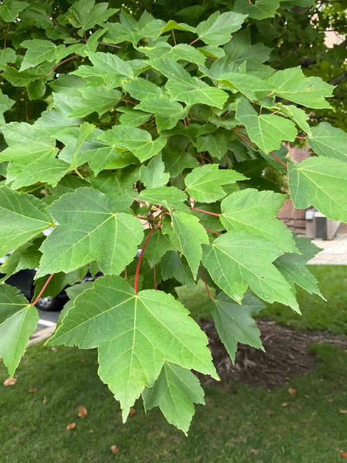 Red Maple leaf