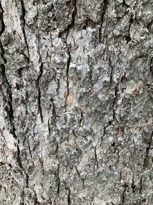 Chinkapin Oak bark