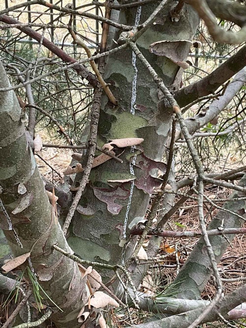 Lacebark Pine bark