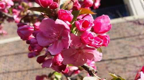 Flowering Crab flower