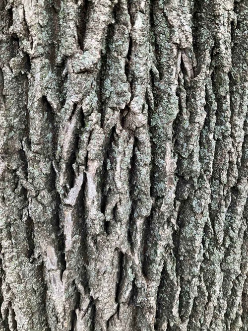 White Ash bark