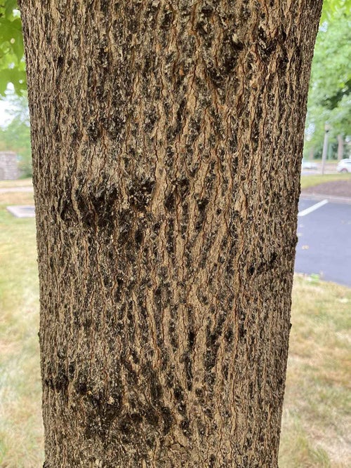 Sugar Maple bark