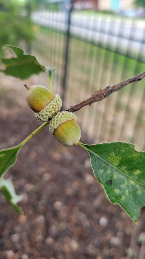 Dwarf Chinkapin Oak seed