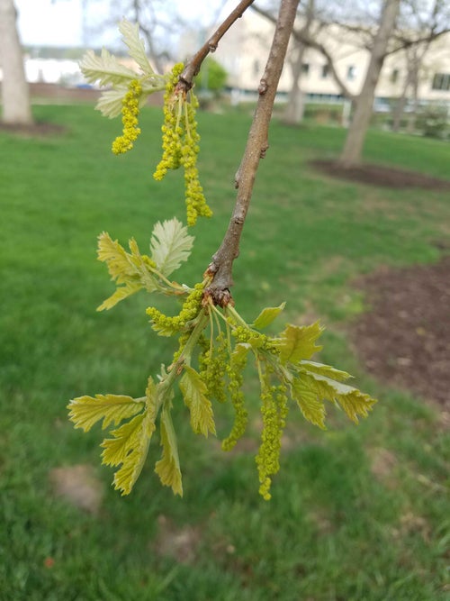 Hybrid Oak flower