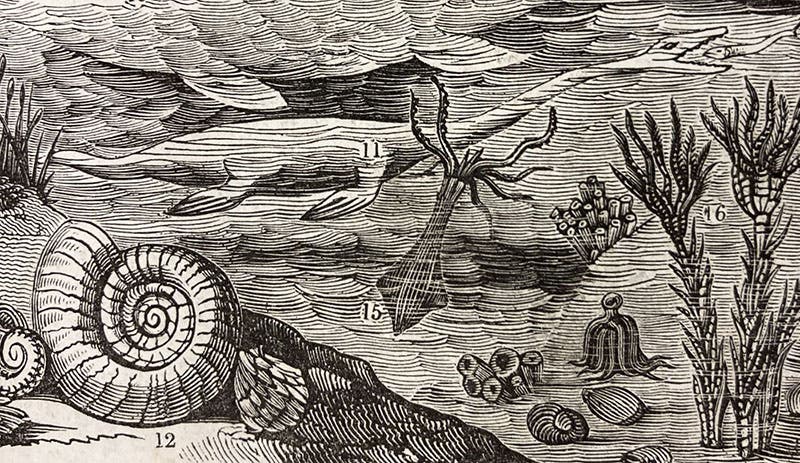 Ammonite (12), cuttlefish (15), encrinites (16), detail of woodcut, The Penny Magazine, vol. 2, no. 100, p. 408, Oct. 26, 1833 (The Linda Hall)