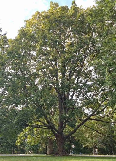 Sugar Maple Summer