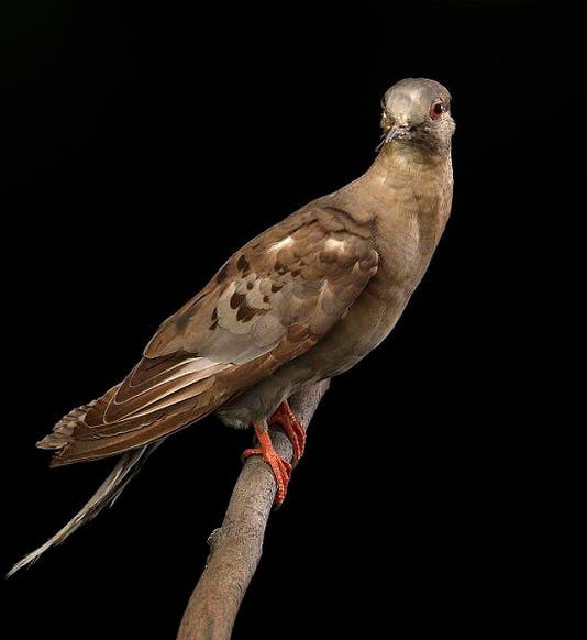 Martha, the last Passenger Pigeon, mounted and on display in the National Museum of Natural History, Smithsonian Institution, 1916 (si.edu/object)