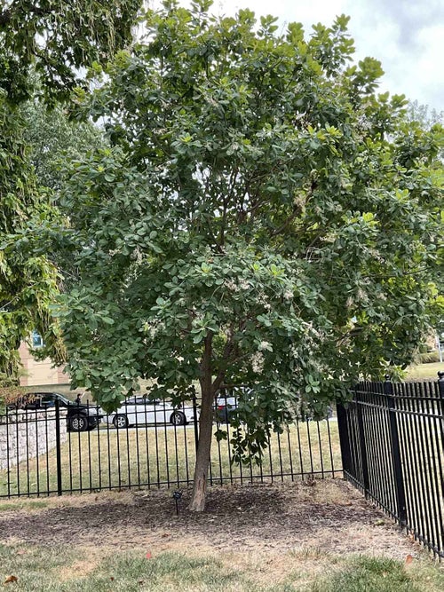 American Smoketree summer