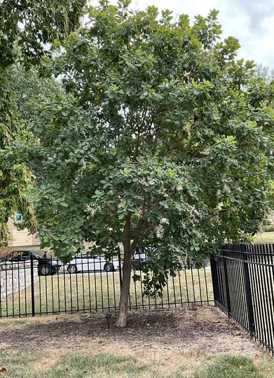 American Smoketree summer