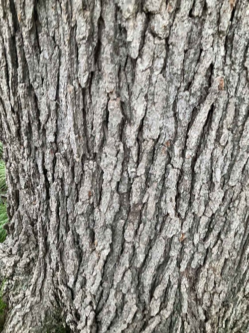 Swamp Chestnut Oak bark