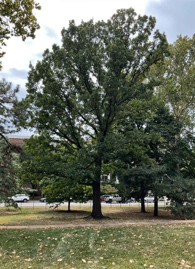Burr Oak summer