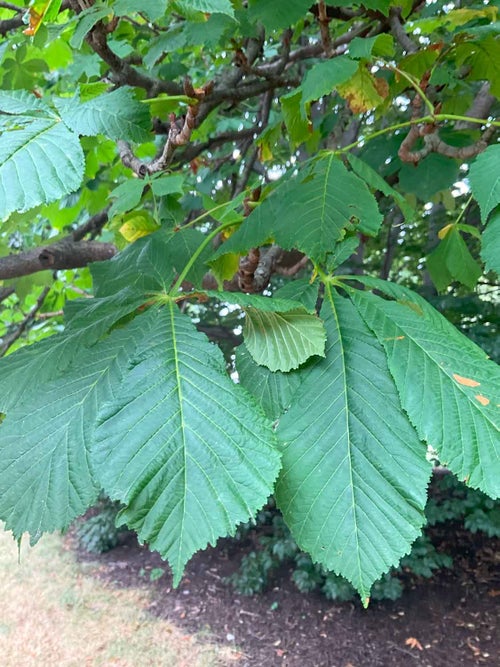 Double Flowered Horsechestnut leaf