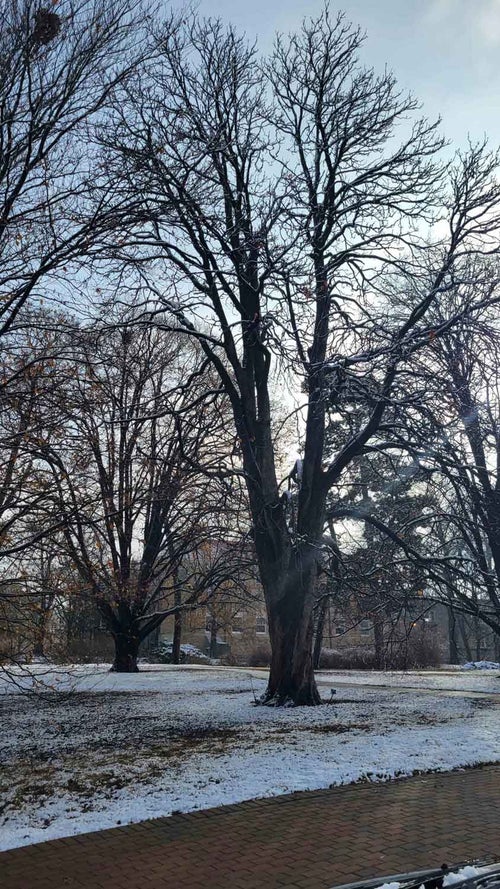 Double Flowered Horsechestnut winter