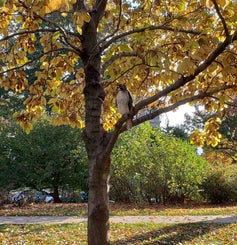 Butterflies Magnolia fall