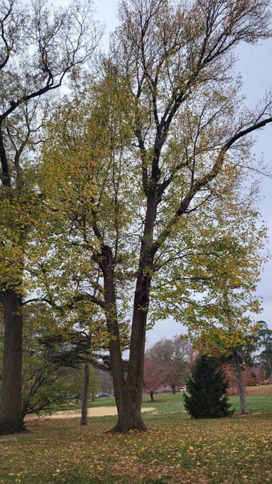 Sweetgum fall