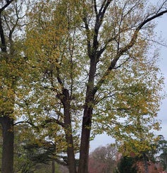 Sweetgum fall