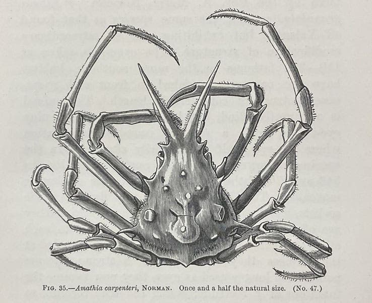 Amanthia carpenteri, a deep-sea crab, named after Carpenter, wood engraving, in The Depths of the Sea, by Charles Wyville Thomson, p. 175, 1873 (Linda Hall Library)