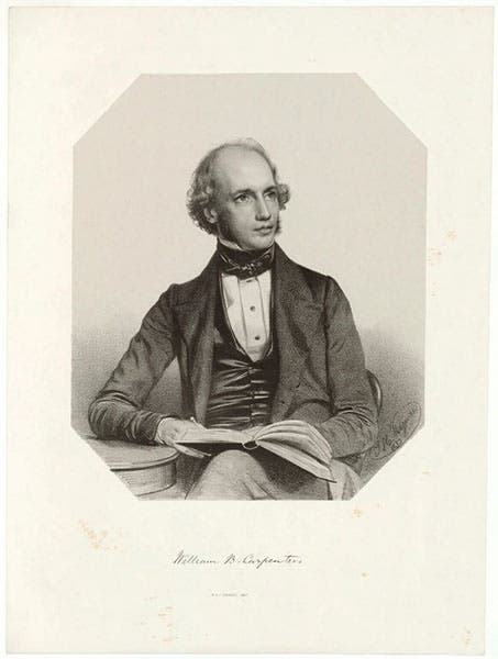 Portrait of William Benjamin Carpenter, lithograph by Thomas Maguire, 1850, National Portrait Gallery, London (npg.org.uk)