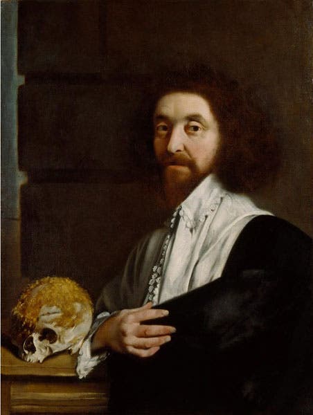 Portrait of John Tradescant the Younger, oil on canvas, 1652, attributed to Thomas De Critz, National Portrait Gallery, London, on display in The Garden Museum, Lambeth (npg.org.uk)
