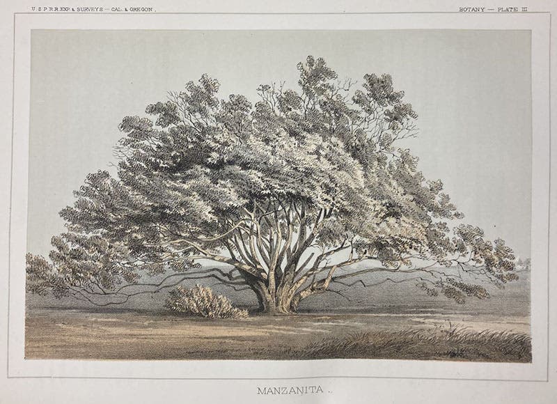 Manzanita, chromolithograph, unsigned but presumed to be by John J. Young, in Explorations and Surveys for a Railroad Route from the Mississippi River to the Pacific Ocean: Routes in California and Oregon, by Robert S. Williamson (Pacific Railroad Report no. 6), Botany plate 4, 1855 (Linda Hall Library)