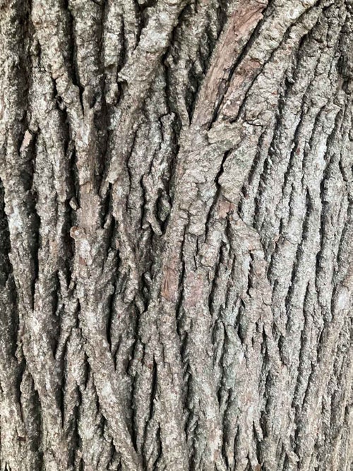 Silver Pendent Linden bark