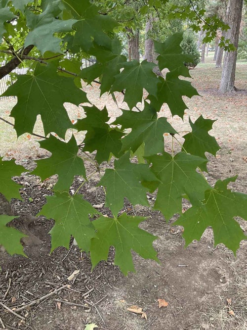 Sugar Maple leaf