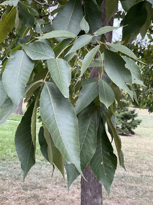 Shagbark Hickory leaf