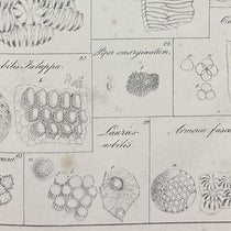 Pollen gains and anther fibers, detail of plate 5, lithograph in De cellulis antherarum fibrosis nec non de granorum pollinarium commentatio phytotomica, by Jan Evangelista Purkynĕ, 1830 (Linda Hall Library)