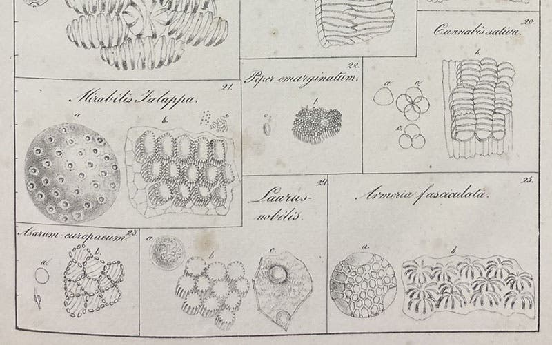Pollen gains and anther fibers, detail of plate 5, lithograph in De cellulis antherarum fibrosis nec non de granorum pollinarium commentatio phytotomica, by Jan Evangelista Purkynĕ, 1830 (Linda Hall Library)