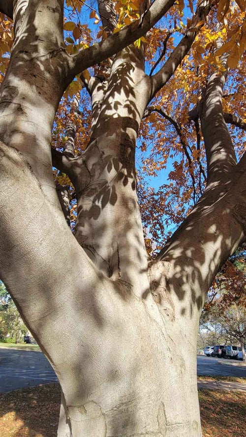 American Beech bark