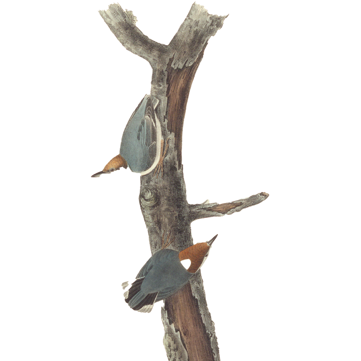 Audubon brown-headed nuthatch