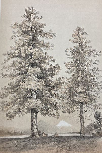Ponderosa pine, chromolithograph by John J. Young, cropped to plate border, Explorations and Surveys for a Railroad Route from the Mississippi River to the Pacific Ocean: Routes in California and Oregon, by Robert S. Williamson (Pacific Railroad Report no. 6), Botany plate 4, 1855 (Linda Hall Library)