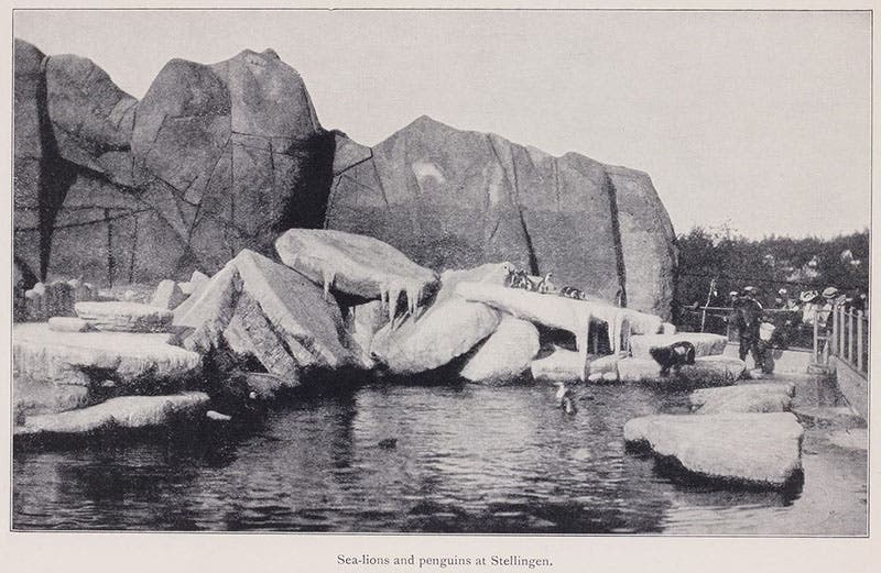 Seals and penguins in Arctic panorama, Beasts and Men, being Carl Hagenbeck's Experiences for Half a Century among Wild Animals, by Carl Hagenbeck, p. 236, 1909 (Linda Hall Library)