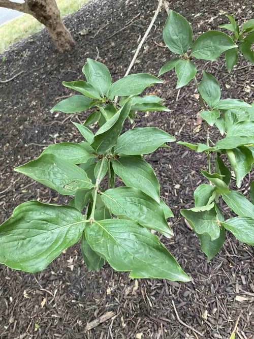 Corneliancherry Dogwood leaf