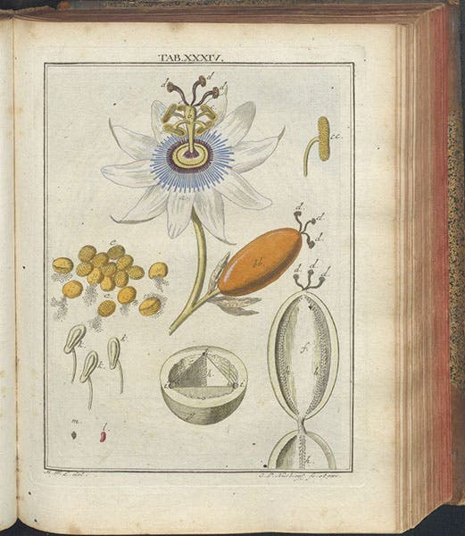 Passionflower, hand-colored engraving, Mikroskopische Gemüths- und Augen-Ergötzung, by Martin Frobenius Ledermüller, plate 34, 1761 (The Linda Hall)