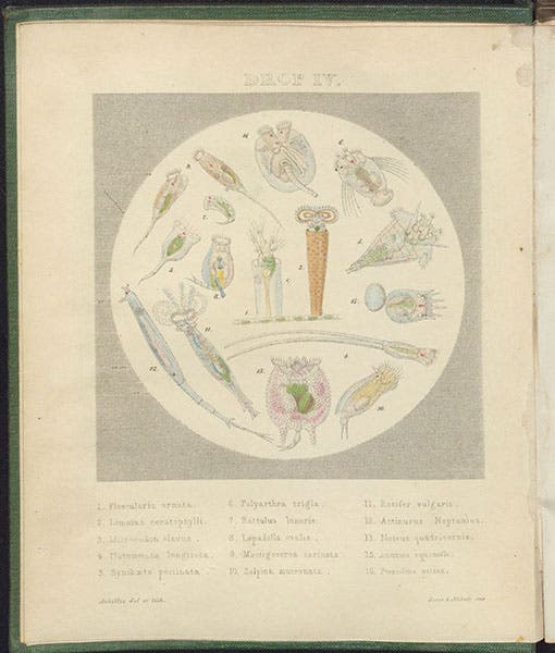 “Drop IV,” frontispiece showing various genera of rotifers, hand-colored lithograph by “Achilles,”  in Drops of Water, by Agnes Catlow, 1851 (Linda Hall Library)