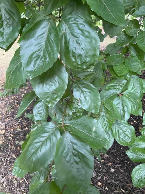 European Beech leaf