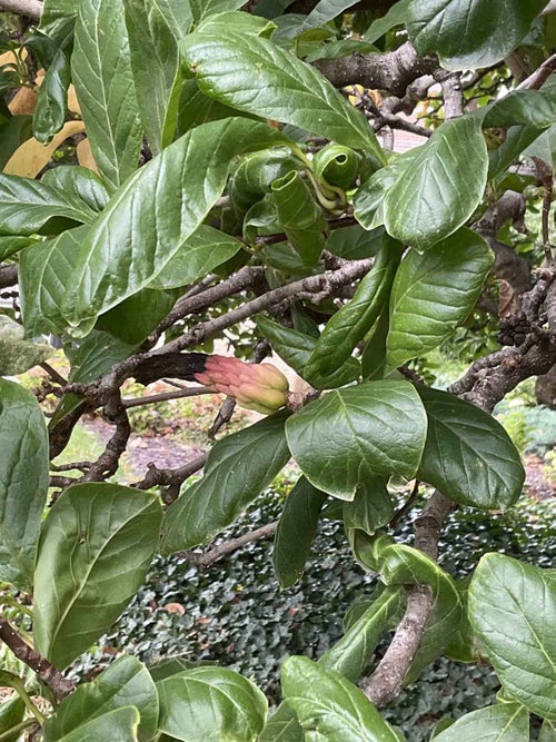 White Magnolia fruit