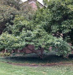 White Magnolia summer