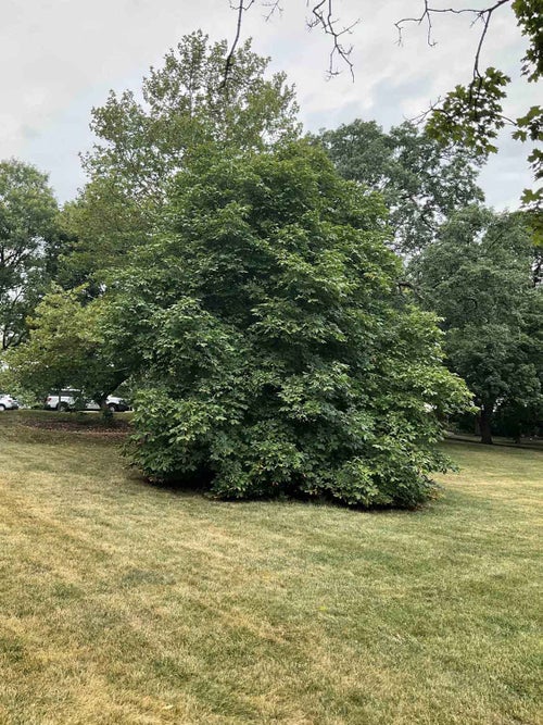 Red Horsechestnut summer