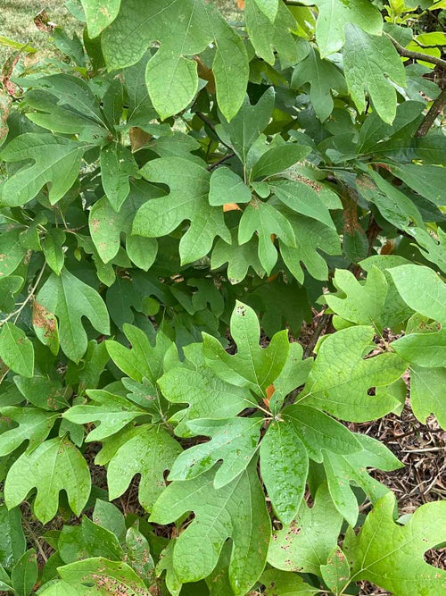 Sassafras leaf